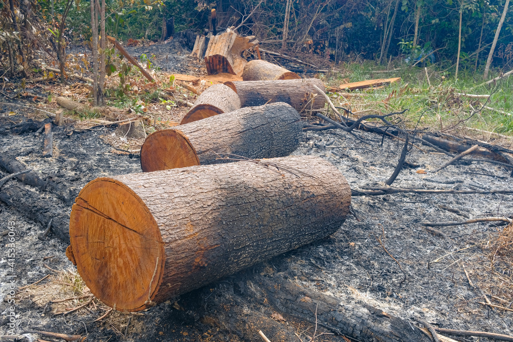 Illegal deforestation areas. Cutting down wood, burning wood and