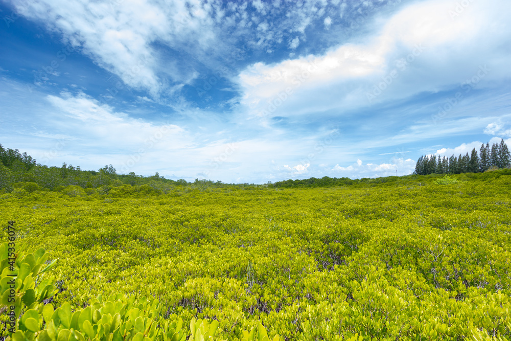 Fototapeta premium field and blue sky , Mangrove field and beautiful sky