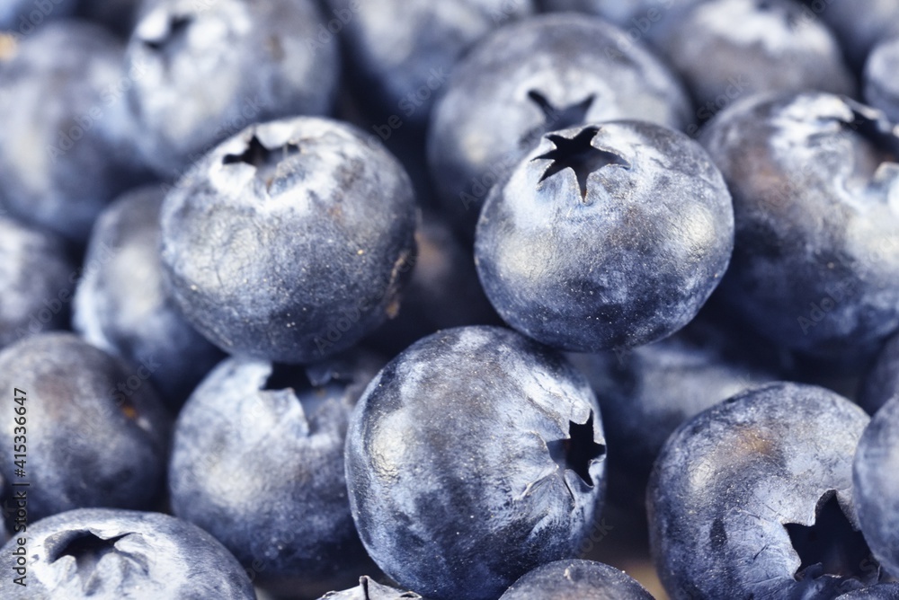 Obraz premium ブルーベリー