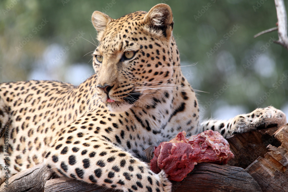 Fototapeta premium Feeding time for the leopard at Okonjima in Namibia