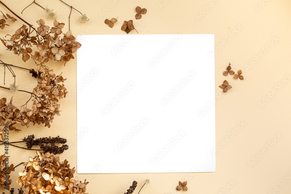 Fototapeta premium Abstract square yellow background with dried chrysanthemum flowers. In the center of the composition is a white sheet 1:1. Warm floral arrangement with dried flowers