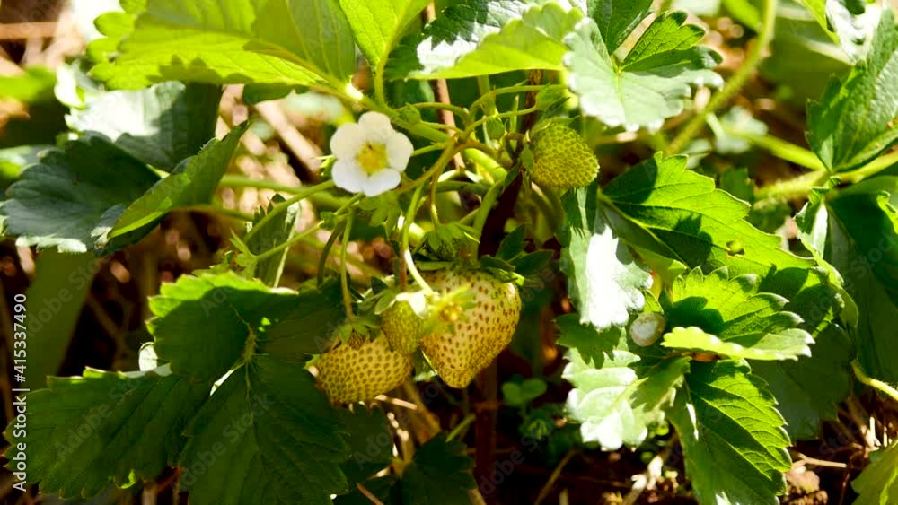 Organic strawberry plantation. Winter fruit. Organic strawberry plantation. Winter fruit.