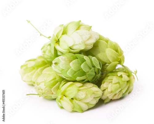 Fresh green hop branch, isolated on a white background. Hop cones for making beer and bread.