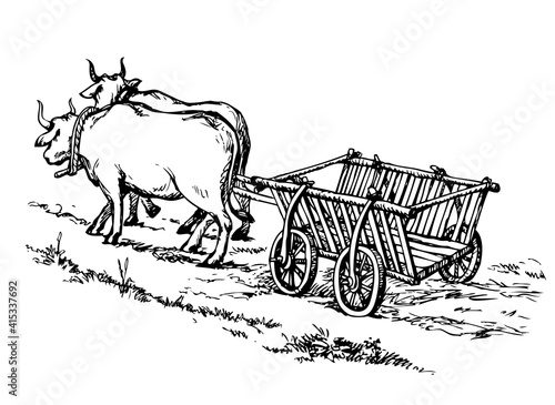Empty cart drawn by oxen. Vector drawing