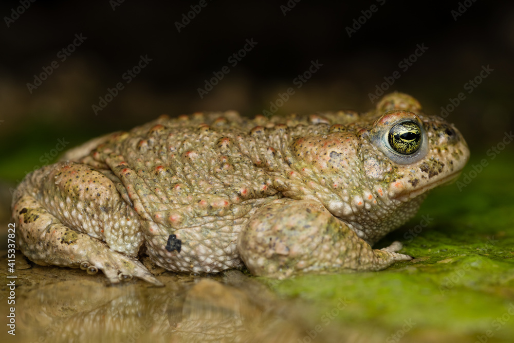 male Natterjack toad (Epidalea calamita) male Natterjack toad (Epidalea calamita)