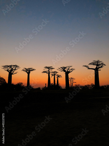 Baobab trees at sunset at the avenue of the baobabs in Morondava　(Madagascar)