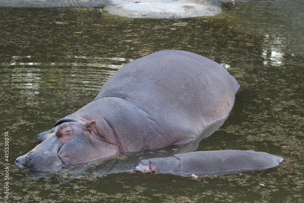 Fototapeta premium HIPPO IS RESTING IN THE POUND