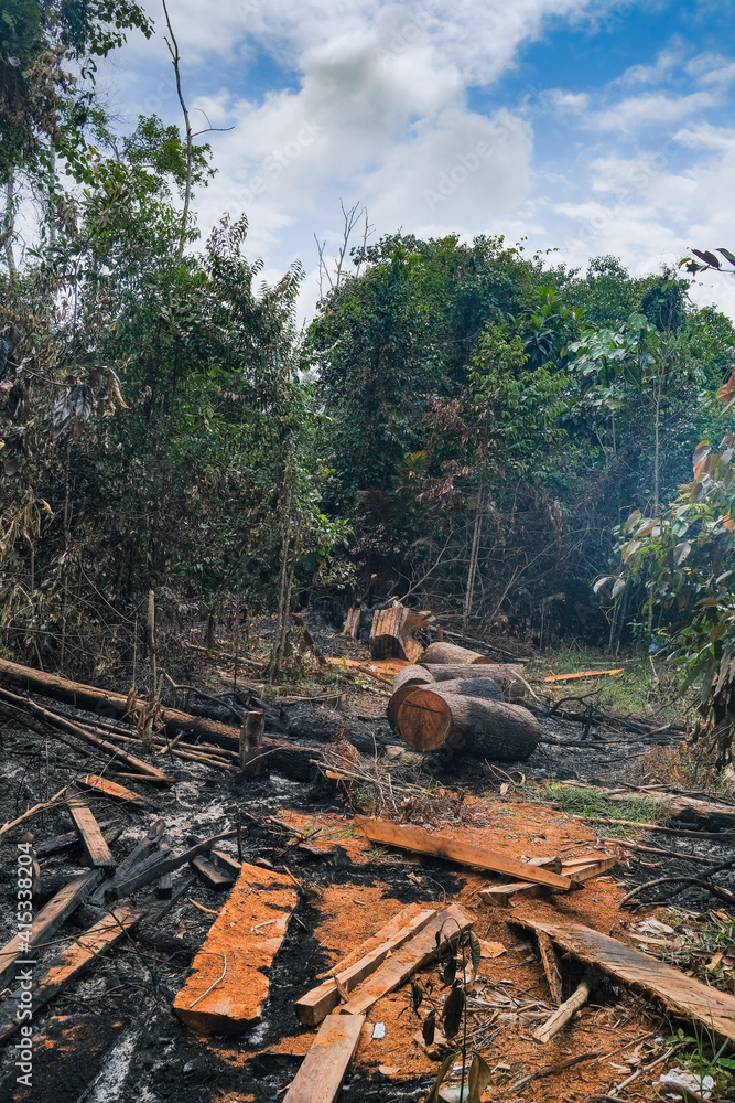 Illegal deforestation areas. Cutting down wood, burning wood and