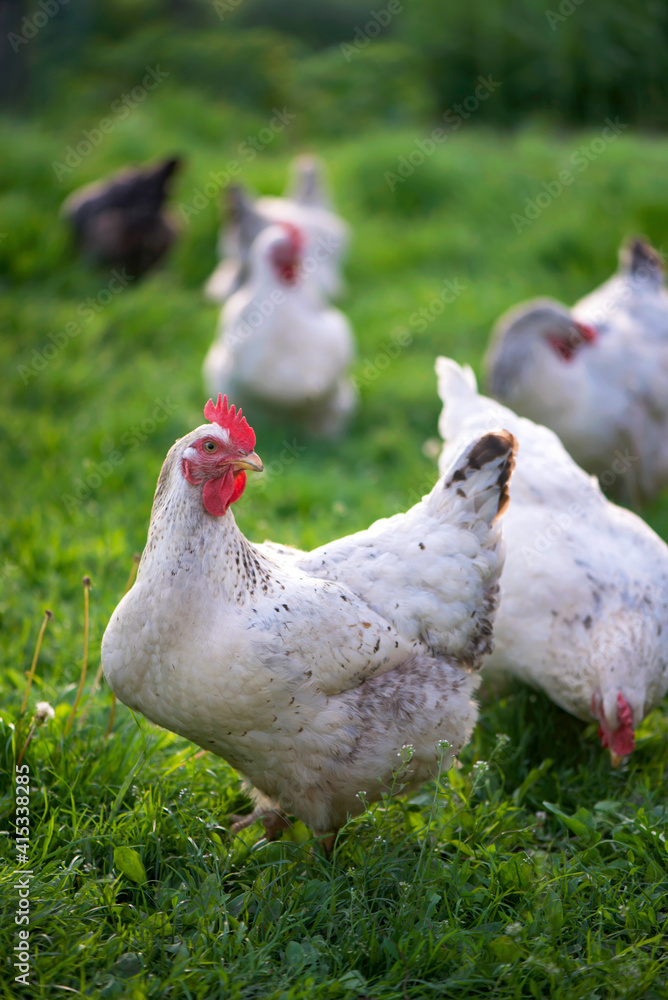 Fototapeta premium Rooster and Chickens. Free Range Cock and Hens