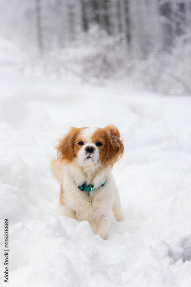 white small doggy playing in the snow