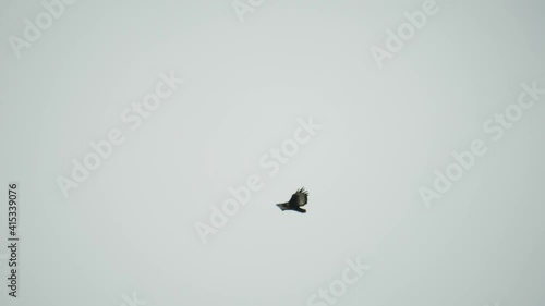 Jackal Buzzard (Eagle) - Buteo rufofuscus photo