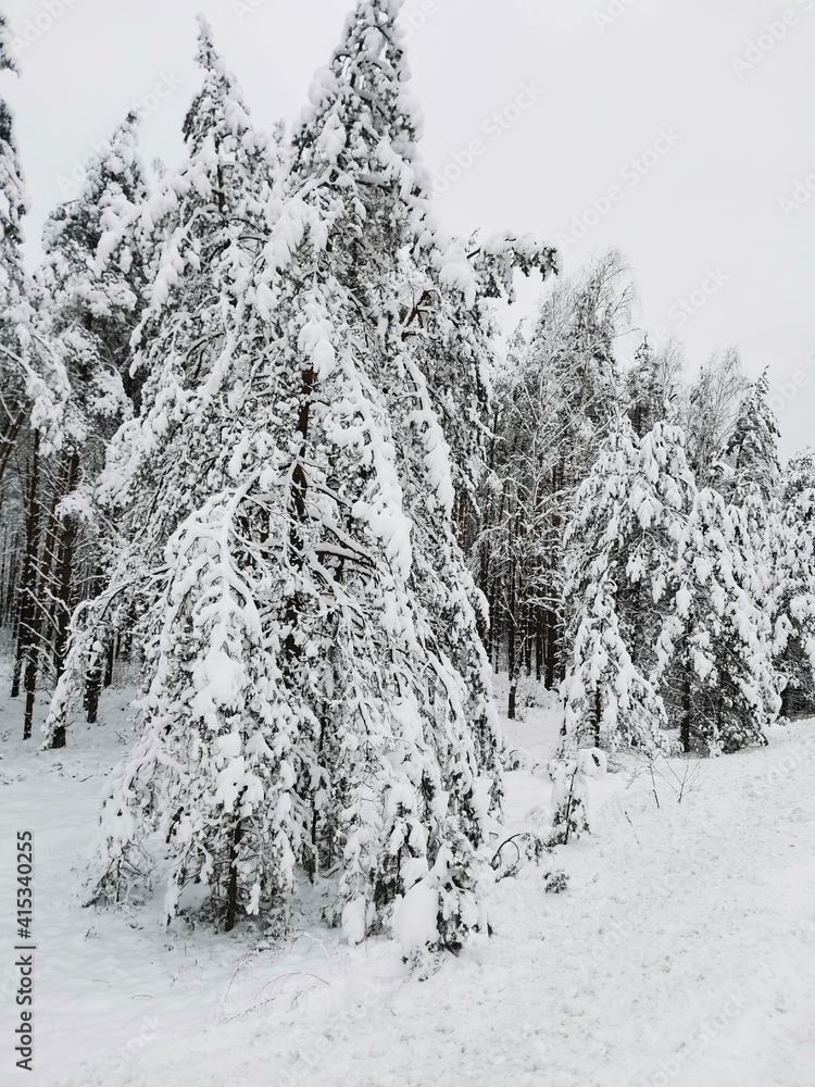 snow covered trees in the forest