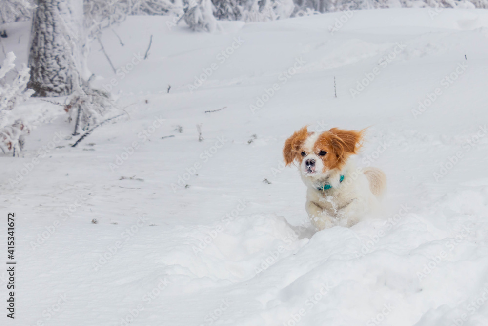 white cavalier spaniel dogy playing in the snow white cavalier spaniel dogy playing in the snow