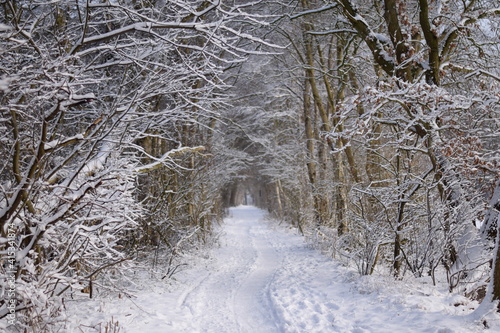 Wallpaper Mural Winter wonderland Torontodigital.ca