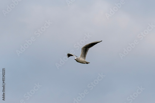 seagull bird in search of prey that flies free