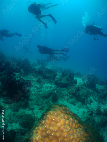 Fototapeta Naklejka Na Ścianę i Meble -  scuba divers , caribbean sea . Aruba Island