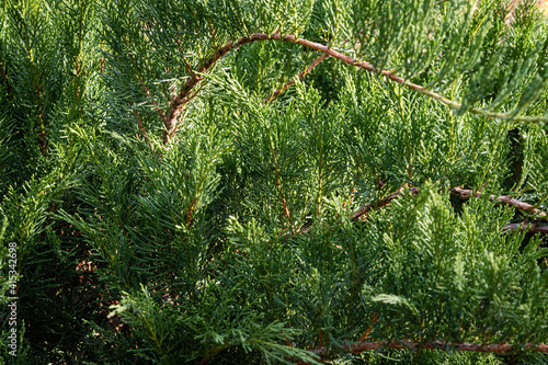 Cossack juniper Juniperus sabina Tamariscifolia on bank of pond. Selective focus. Close-up. Curved branches of juniper with green leaves as texture. Nature of North Caucasus for design. photo