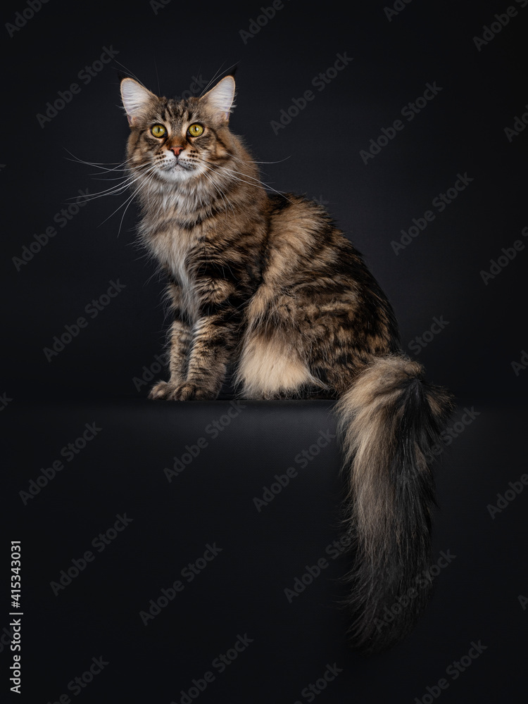Impressive young adult black tabby Maine Coon cat, sitting side ways on edge with tail hanging down. Looking straight to camera with mesmerising eyes. Isolated on black background.