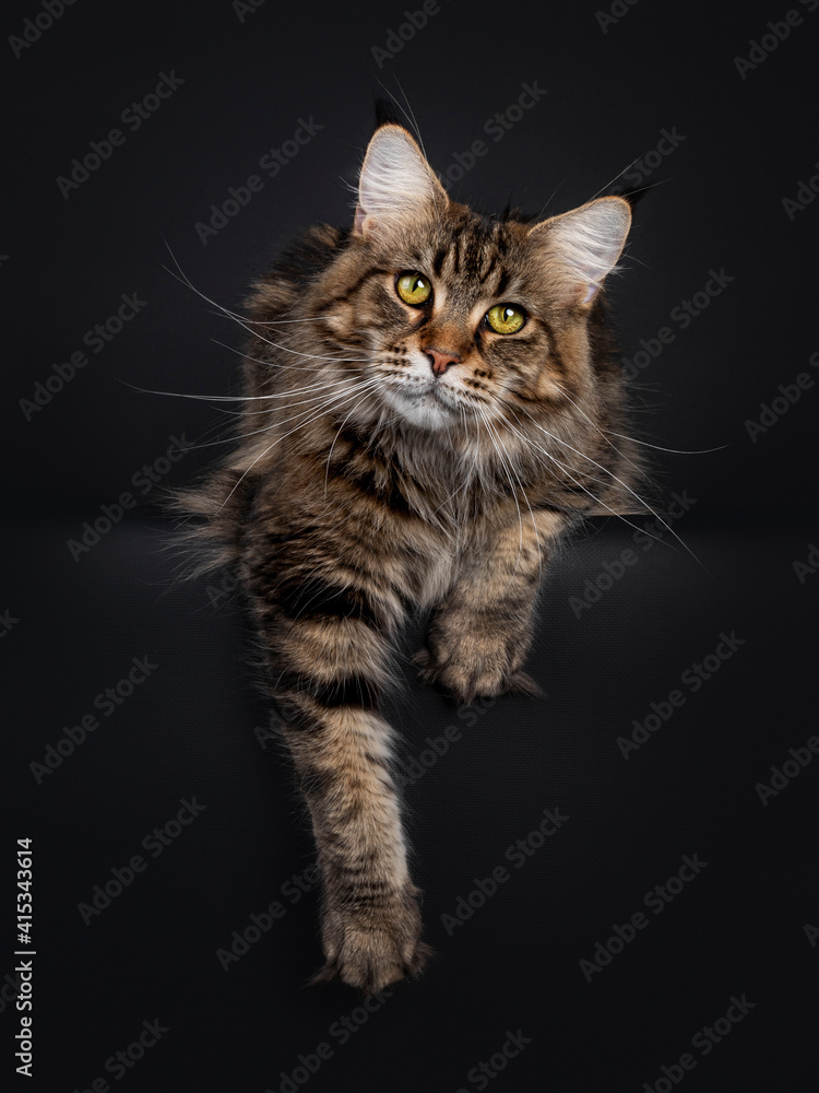Impressive young adult black tabby Maine Coon cat, laying down facing front with paws hanging relaxed down from edge. Looking straight to camera with mesmerising eyes. Isolated on black background. Impressive young adult black tabby Maine Coon cat, laying down facing front with paws hanging relaxed down from edge. Looking straight to camera with mesmerising eyes. Isolated on black background.