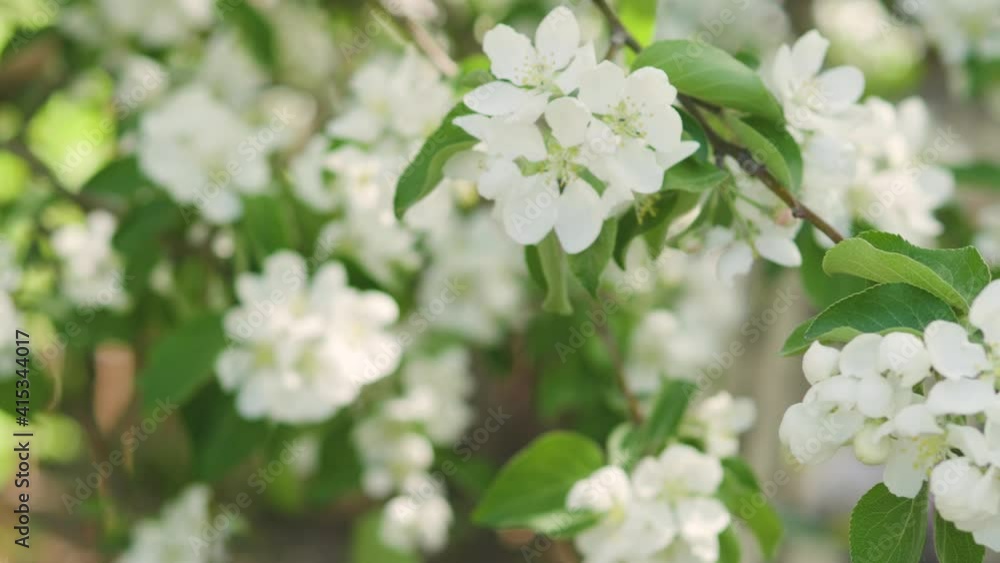 Blooming Apple trees in the garden. Flower background. Springtime. Sunny day. Close-up of white flowers of an Apple tree on a branch Blooming Apple trees in the garden. Flower background. Springtime. Sunny day. Close-up of white flowers of an Apple tree on a branch
