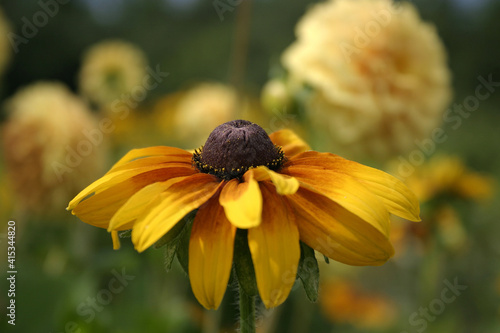 Frühlingsblumen photo