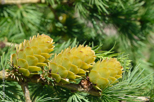 Fotografia Green larch cones, larch tree