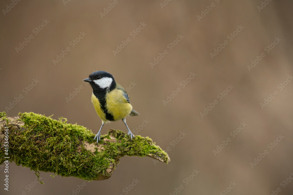 Obraz premium Great tit, Parus major, searching for food, late winter in Oxfordshire