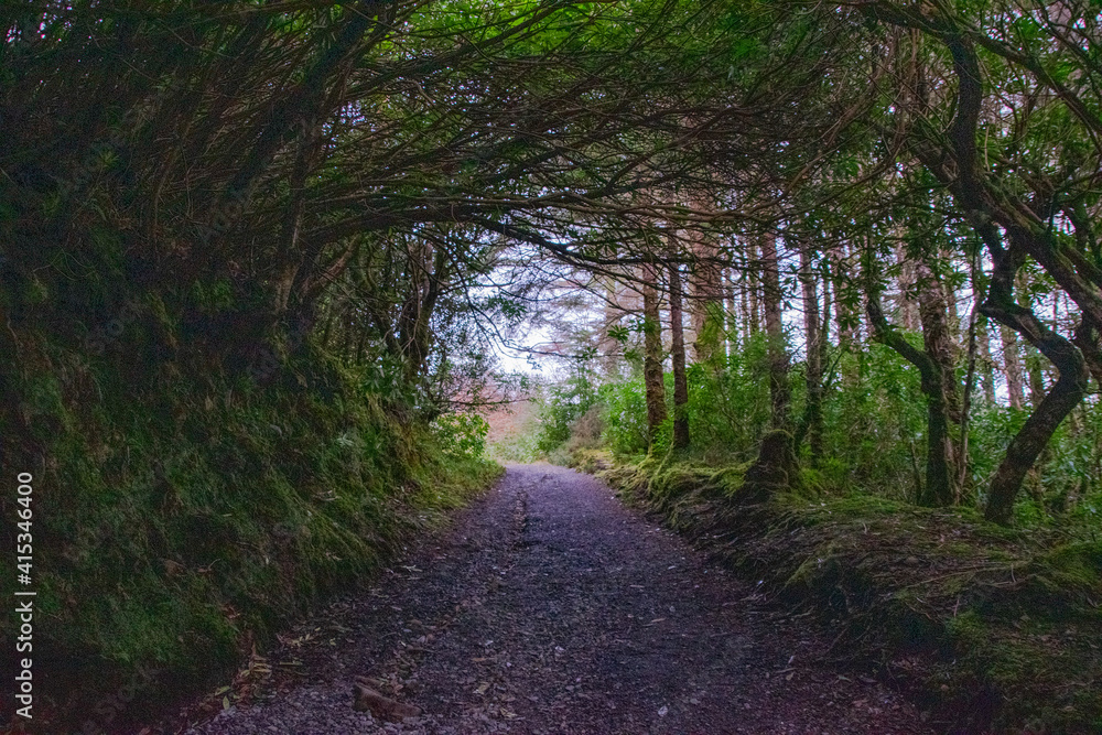 Obraz premium magical forest