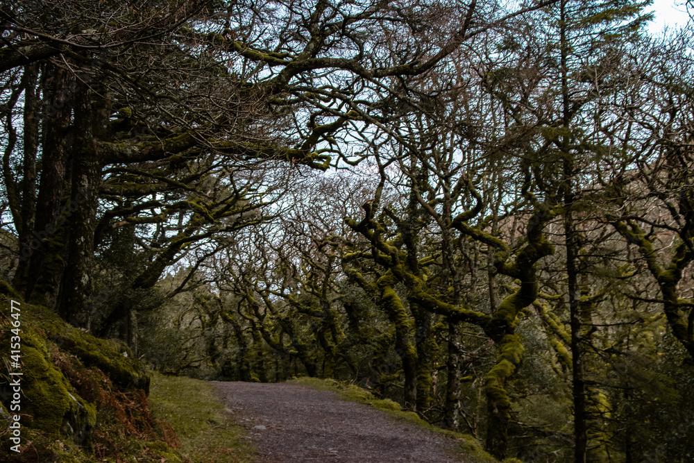 magical forest magical forest