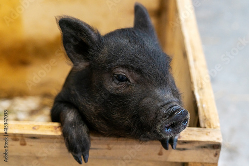 Small domestic vietnamese baby mini pig