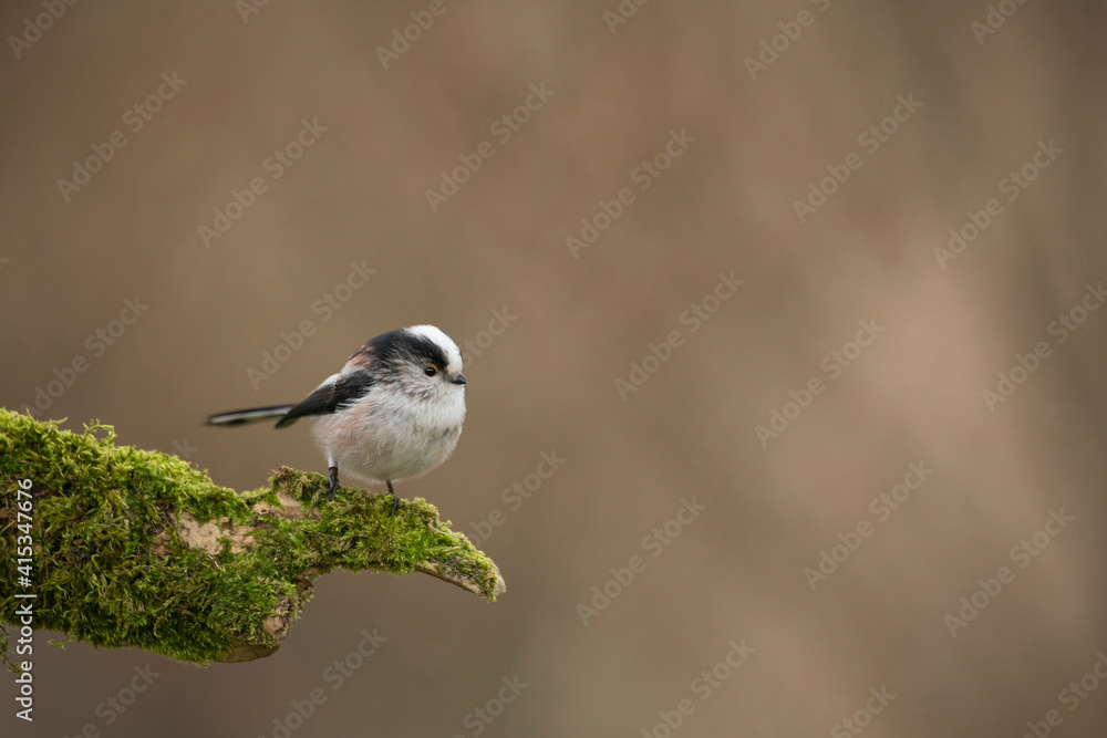 Obraz premium Long tailed tit, Aegithalos caudatus, searching for food, late winter in Oxfordshire