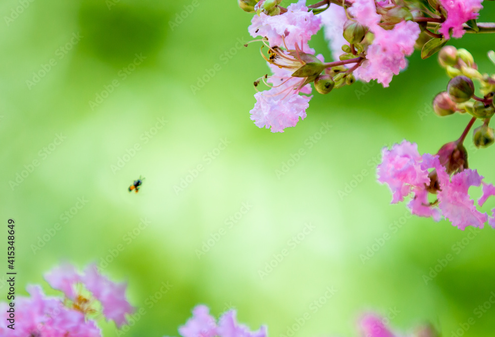 Closed-up of Pink Crepe myrtle flowers blooming in Spring against green background. Closed-up of Pink Crepe myrtle flowers blooming in Spring against green background.