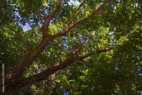 Giant plane tree on Crete in Greece, Europe  © kstipek