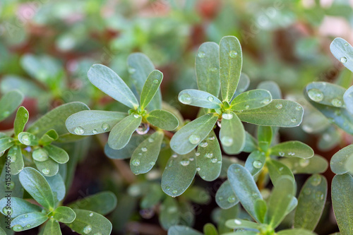 fresh purslane growing in flower pot photo