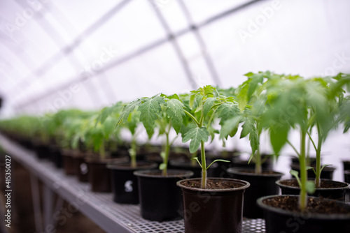 Tomato seedlings are grown in greenhouse in pots. Spring seedlings