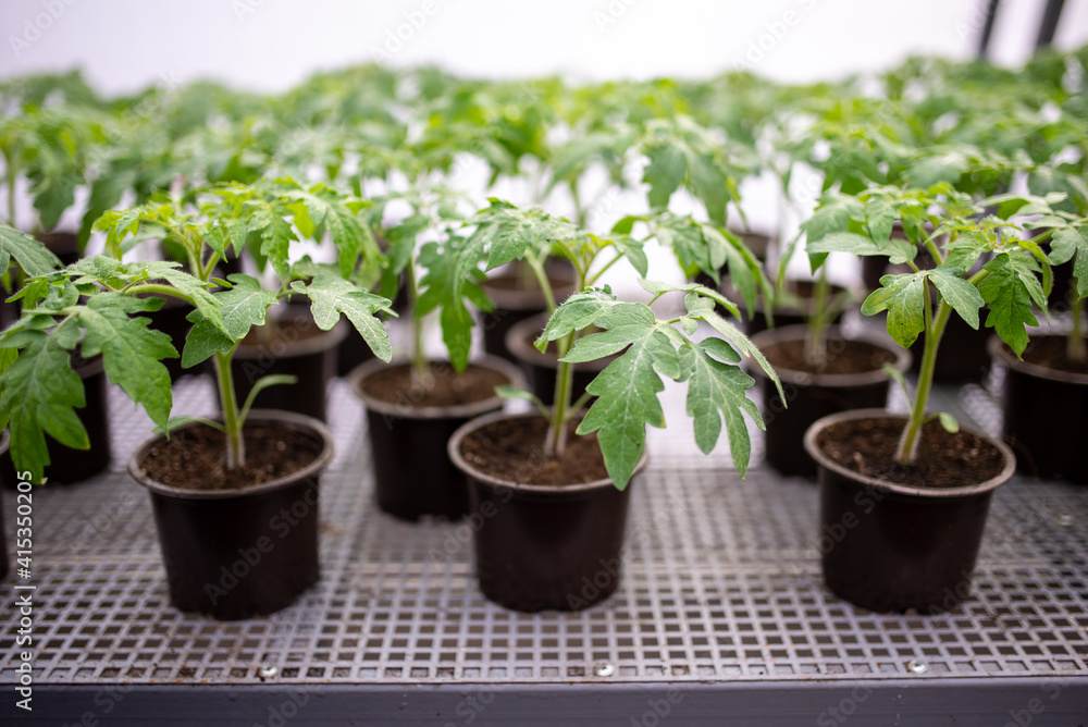 Tomato seedlings are grown in greenhouse in pots. Spring seedlings Tomato seedlings are grown in greenhouse in pots. Spring seedlings