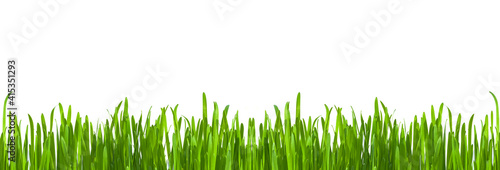 Summer, spring background of bright green grass, isolated on a white background. Copy of the space, panoramic view
