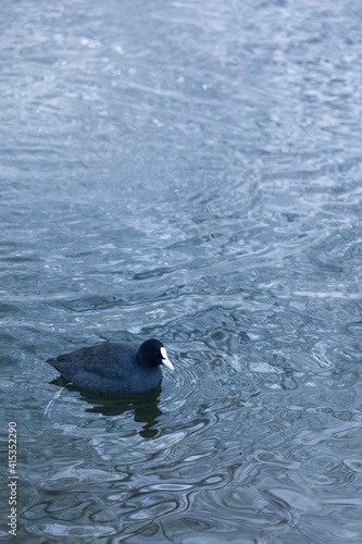 Black duck in winter