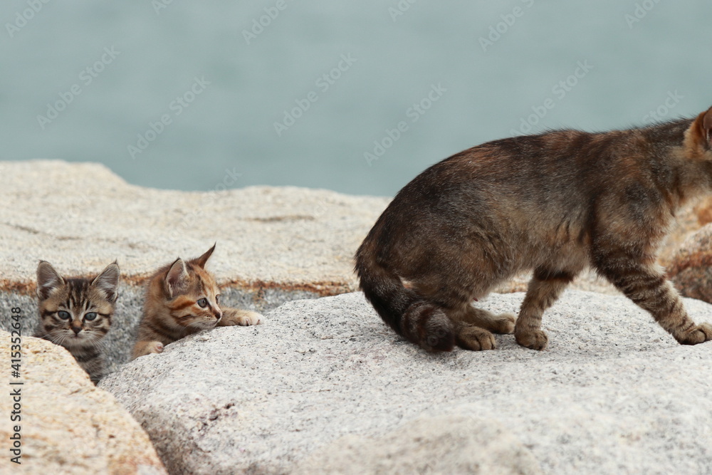 巣穴から立ち去る母猫 巣穴から立ち去る母猫