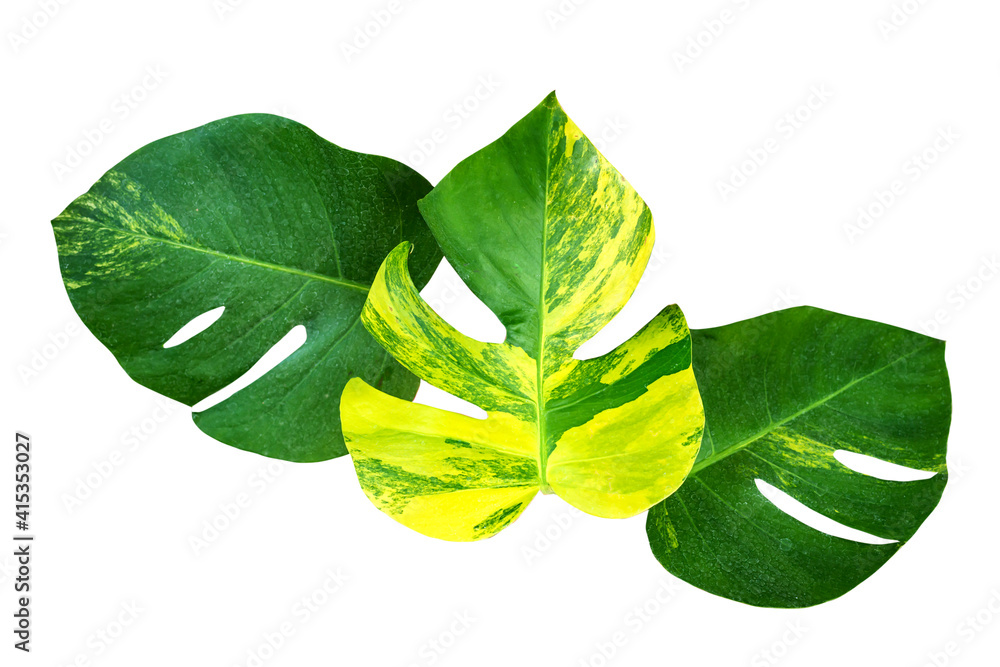 Monstera variegated leaf isolated on white background. Tropical leaves