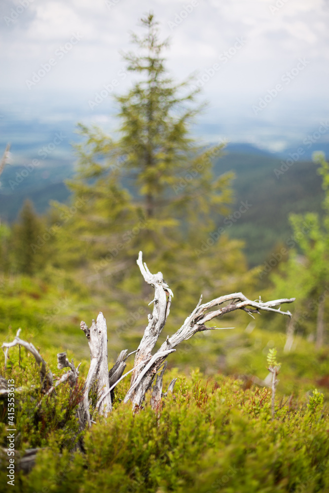 Mountain landscape. Views from the Jizera Mountains to Poland and beautiful dry roots