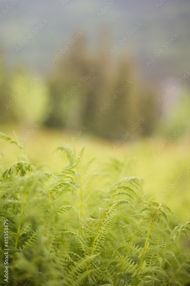 Mountain landscape. Views from the Jizera Mountains to Poland. Young green ferns
