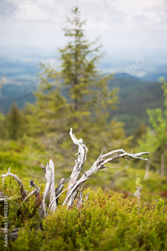 Obraz na płótnie Mountain landscape. Views from the Jizera Mountains to Poland and beautiful dry roots w salonie