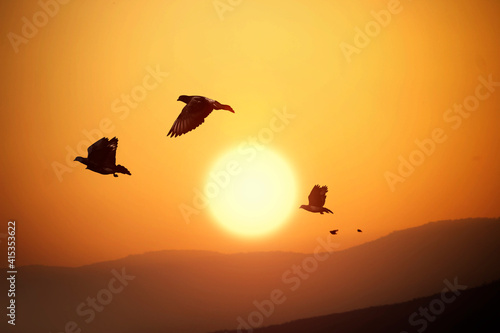 Pigeons are flying over the mountains and beautiful sunset