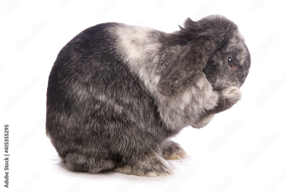 Domestic rabbit Domestic rabbit