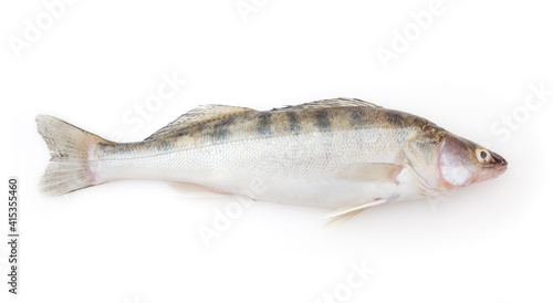 Fresh pike perch isolated on white background