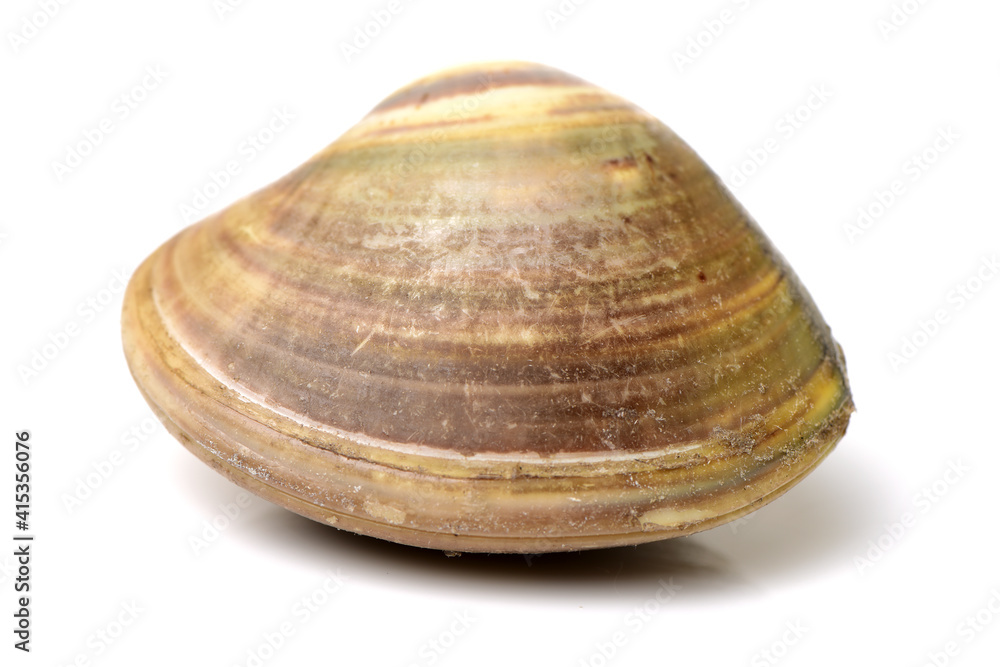 Clams on white background Clams on white background