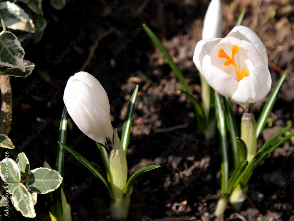 white and violet crocus flowers growing utside on flowerbead white and violet crocus flowers growing utside on flowerbead
