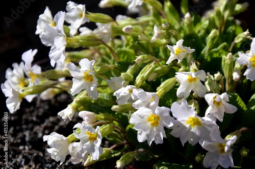 Primrose   loseup Spring flowers white primula on a spring morning sunny day. floral background