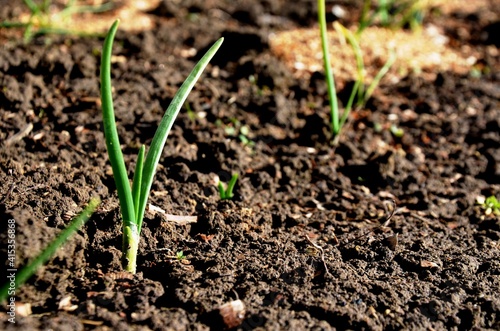 young onion sprout growing in soil early spring